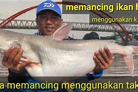 Cara Mancing Ikan Patin Sungai