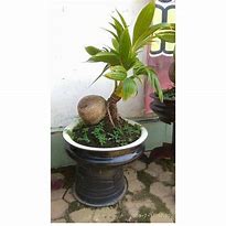 Harga Bonsai Kelapa Cabang 2